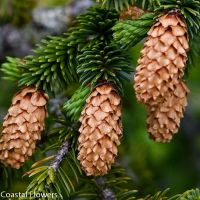 Specialty Evergreen Branches with Cones