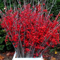 Red Ilex Winterberries