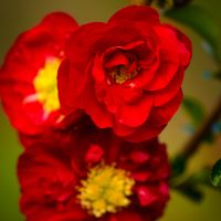 Wholesale Flowering Branches Forsythia & Quince