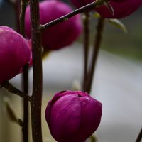 2025 Flowering Branches Preview Oregon Coastal Flowers