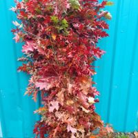 Red Oak Branches Wholesale | Fall Foliage & Curly Willow &mdash; November