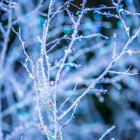 Christmas Greens Wholesale | Noble Fir & Holiday Branches &mdash; December