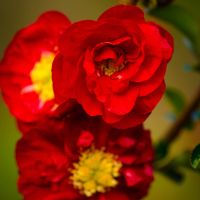 Chinese New Year Branches Wholesale | Double Quince & Forsythia
