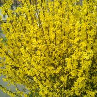 Extra Tall Wild Forsythia Wholesale | Chinese New Year Branches