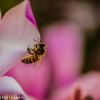 Flowering Tulip Magnolia Branches