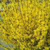 Blooming Forsythia Branches