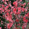 Flowering Quince Branches