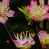 Pink Peach Blossoms