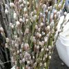 Pussy Willow Branches