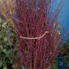 Red Dogwood Sticks