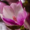Tulip Magnolia Blooming Branches