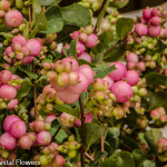 Pink Snowberries | Oregon Coastal Flowers LLC Pink Snowberries