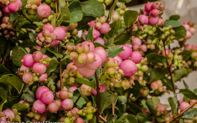 9.03.18 Pink, White, & Green Snowberries