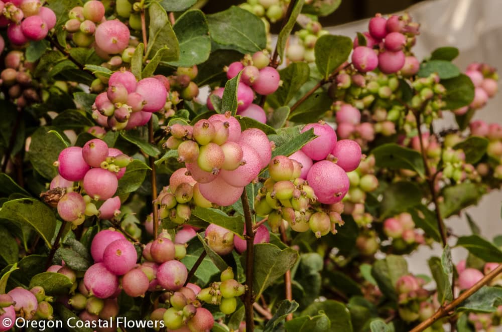 Pink Snowberries | Oregon Coastal Flowers LLC Pink Snowberries