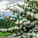 Popcorn Viburnum | Oregon Coastal Flowers LLC Popcorn Viburnum