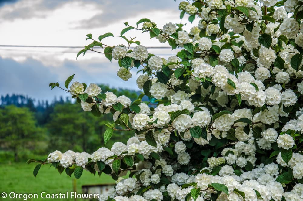 Popcorn viburnum