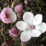 Blooming Cut Tulip Magnolia Branches