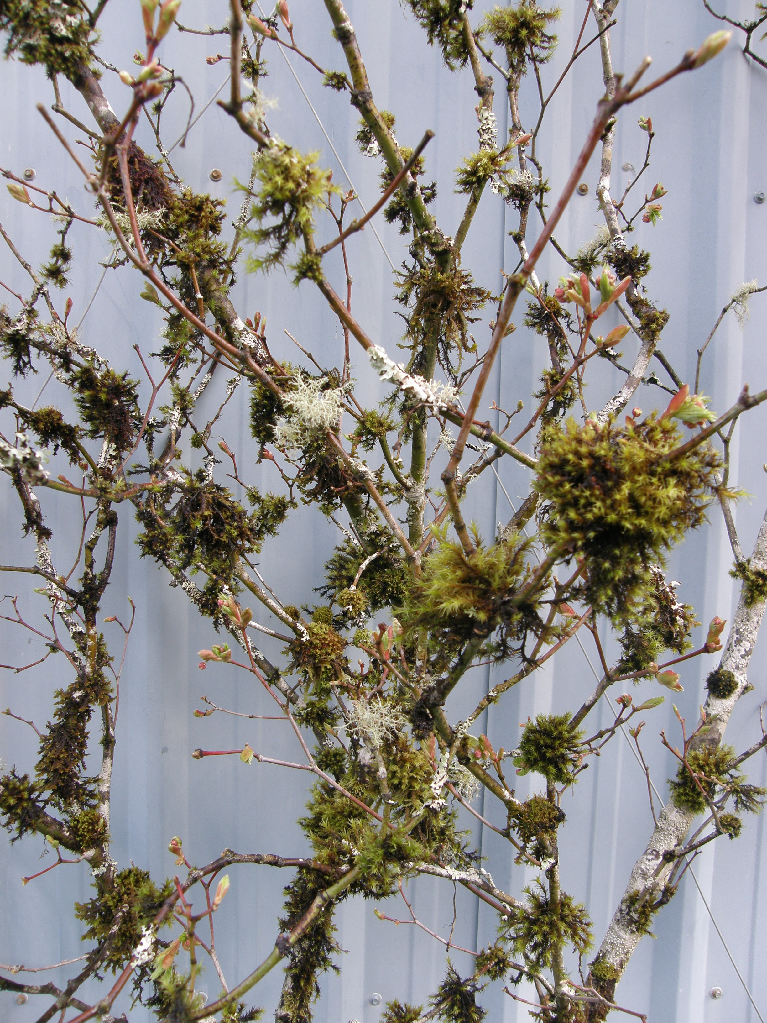 Mossy Vine Maple Filigree