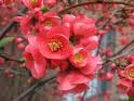Blooming Quince Branches