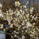 Blooming White Quince Branches