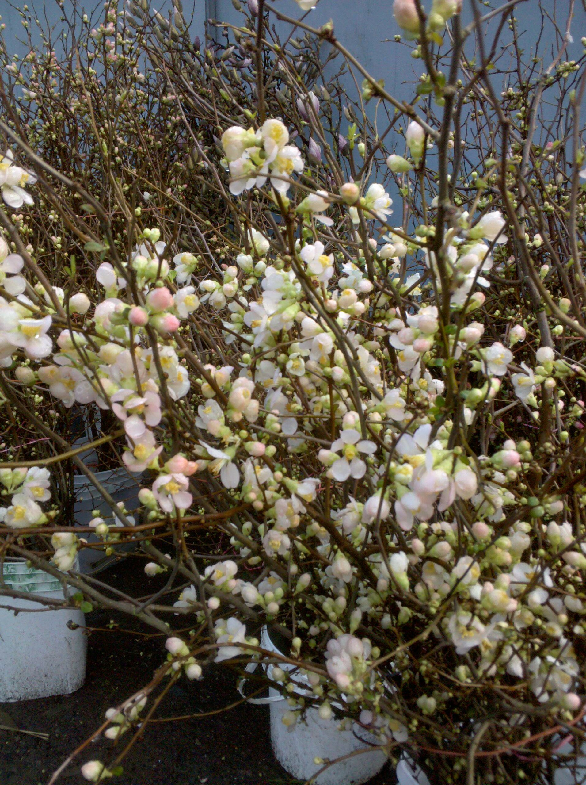 Blooming White Quince Branches | Oregon Coastal Flowers LLC Blooming White Quince Branches