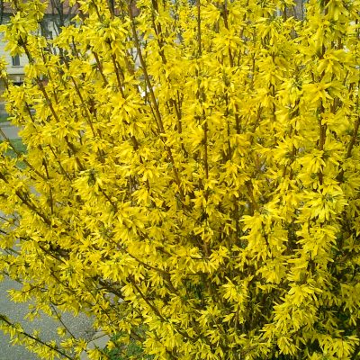 Blooming Yellow Forsythia Branches