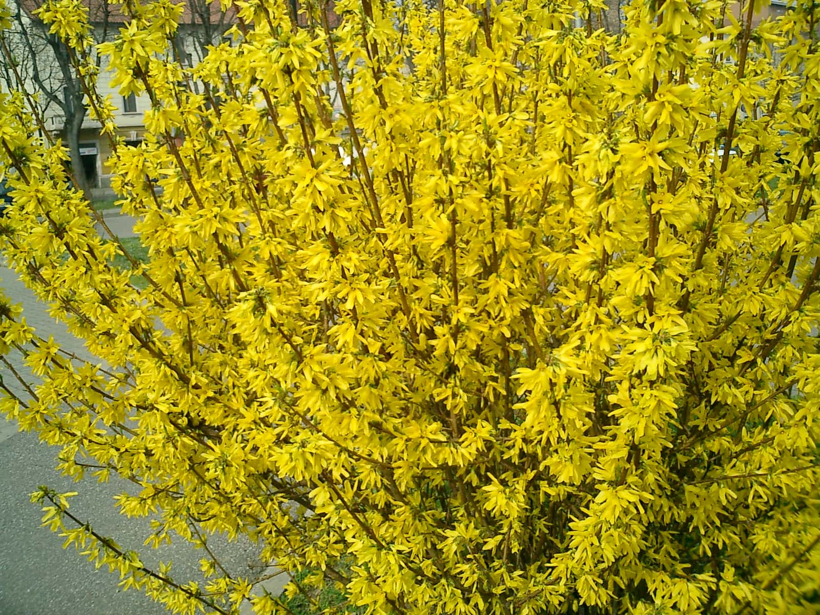 Extra Tall Wild Forsythia Wholesale | Chinese New Year Branches