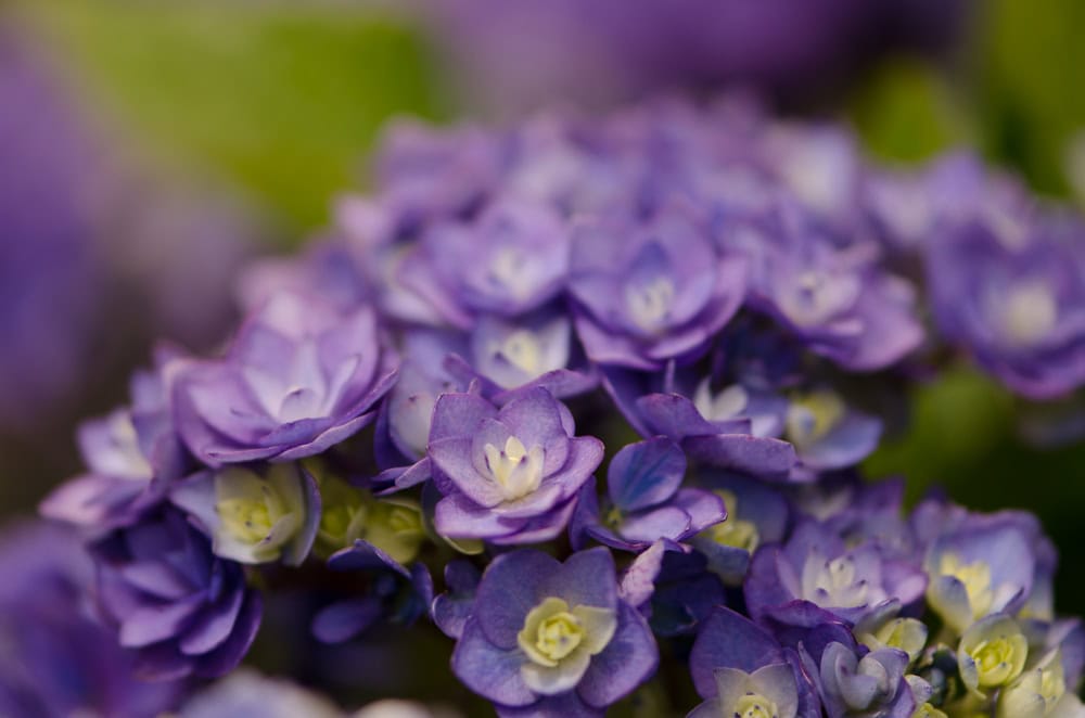 Double Blooming Lavender Hydrangea