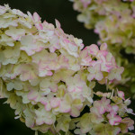 Fresh Pee Gee Hydrangeas | Oregon Coastal Flowers LLC Fresh Pee Gee Hydrangeas