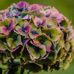 Jewel Tone Antique Hydrangea Flowers | Oregon Coastal Flowers LLC Jewel Tone Antique Hydrangea Flowers