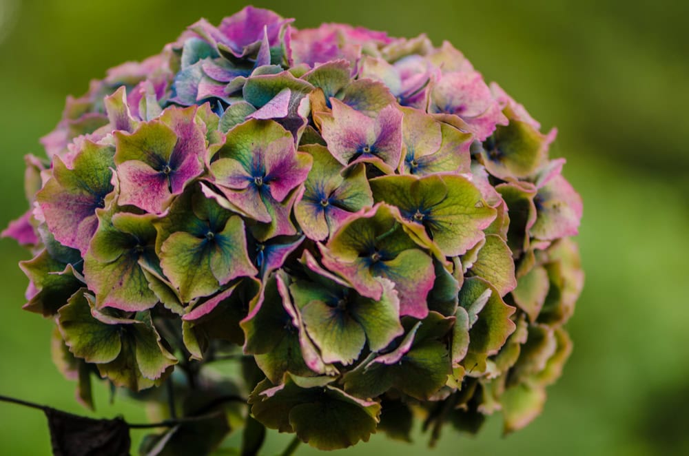 Antique hydrangea flowers in jewel tones — Oregon Coastal Flowers