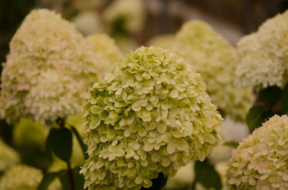 Antique Limelight Hydrangea