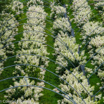 American Family Farm Pee Gee Hydrangea | Oregon Coastal Flowers LLC American Family Farm Pee Gee Hydrangea