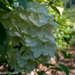 American Grown Pee Gee Hydrangea | Oregon Coastal Flowers LLC American Grown Pee Gee Hydrangea