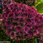 Antique Burgundy Bridal Hydrangea Flowers | Oregon Coastal Flowers LLC Burgundy Antique Hydrangea Flowers