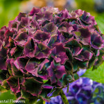 Antique Burgundy Wedding Hydrangea Flowers | Oregon Coastal Flowers LLC Antique Burgundy Wedding Hydrangea Flowers
