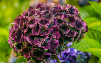 Beautiful and Unique Hydrangeas