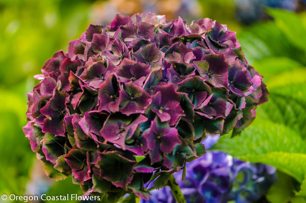 Beautiful and Unique Hydrangeas
