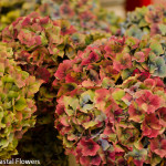 Antique Fall Cut Hydrangea | Oregon Coastal Flowers LLC Antique Fall Cut Hydrangea