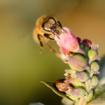 Bee Pollinated Fresh Blooming Snowberry Branches | Oregon Coastal Flowers LLC Snowberry Specialty Cut Flowers