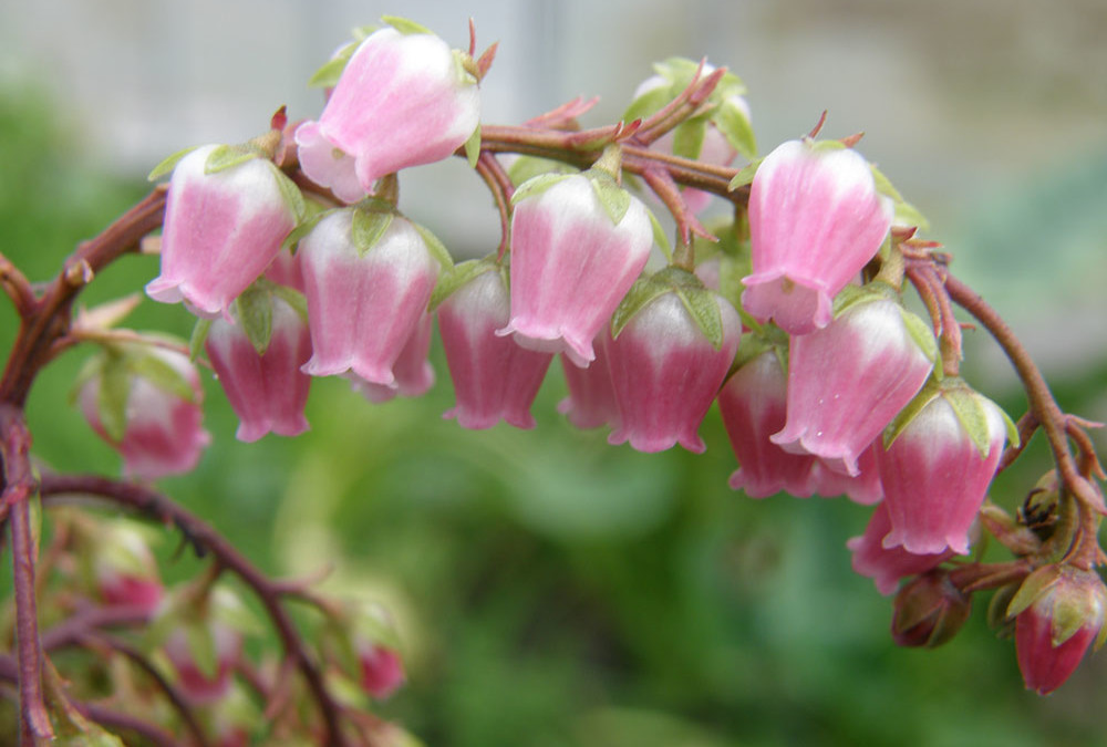Pieris japonia specialty cut flower branches Oregon Coast.