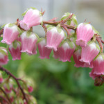 Bell Shaped Pink Pieris Japonica