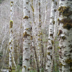 White Birch Poles