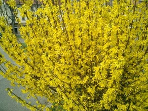 Blooming Forsythia Branches | Oregon Coastal Flowers LLC Blooming Forsythia Branches