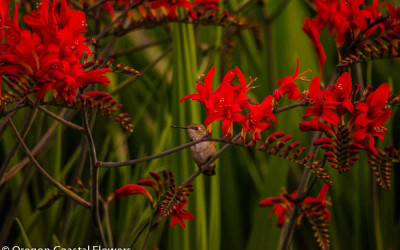 6.27.21 Montbretia Specialty Flowers and Montbretia Pods