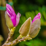 Blooming Tulip Magnolia Wedding Flowers