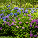 Blue and Purple Coastal Hydrangea | Oregon Coastal Flowers LLC Blue and Purple Coastal Hydrangea
