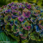 Blue Antique Hydrangea | Oregon Coastal Flowers LLC Blue Antique Hydrangea