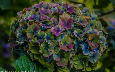 World Famous Antique Hydrangea