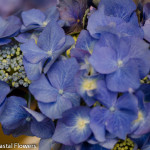 Blue Hydrangea Wedding Flowers | Oregon Coastal Flowers LLC Blue Hydrangea Wedding Flowers